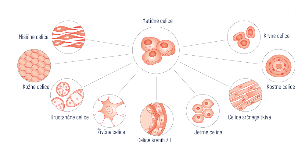edinstvena regenerativna moč matičnih celic